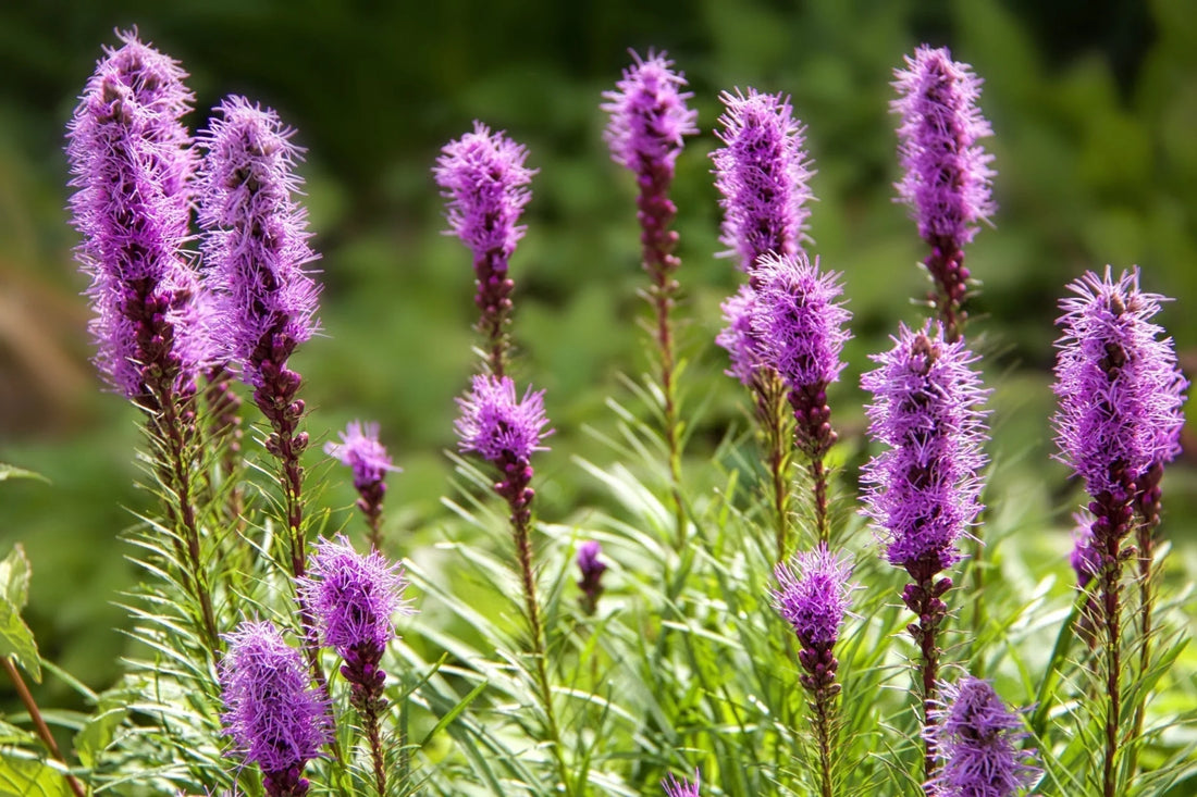 Dense Blazing flower seeds