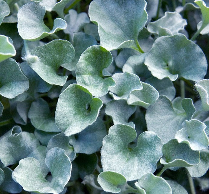 Blue Dichondra Flower Seeds for Planting – Heirloom Non-GMO Garden Seeds