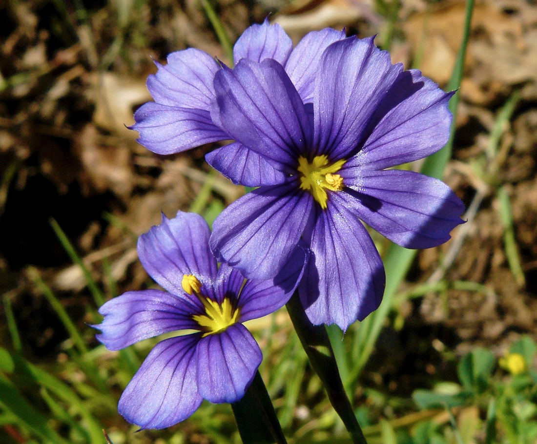 Sisyrinchium flower seeds