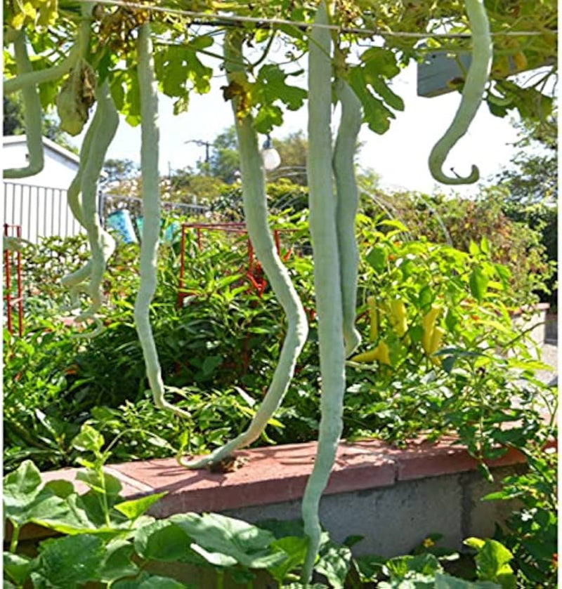 snake-gourd-seeds-for-planting-heirloom-garden-vegetable-seeds