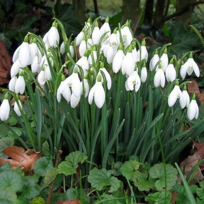 Bulb Snowdrop plant