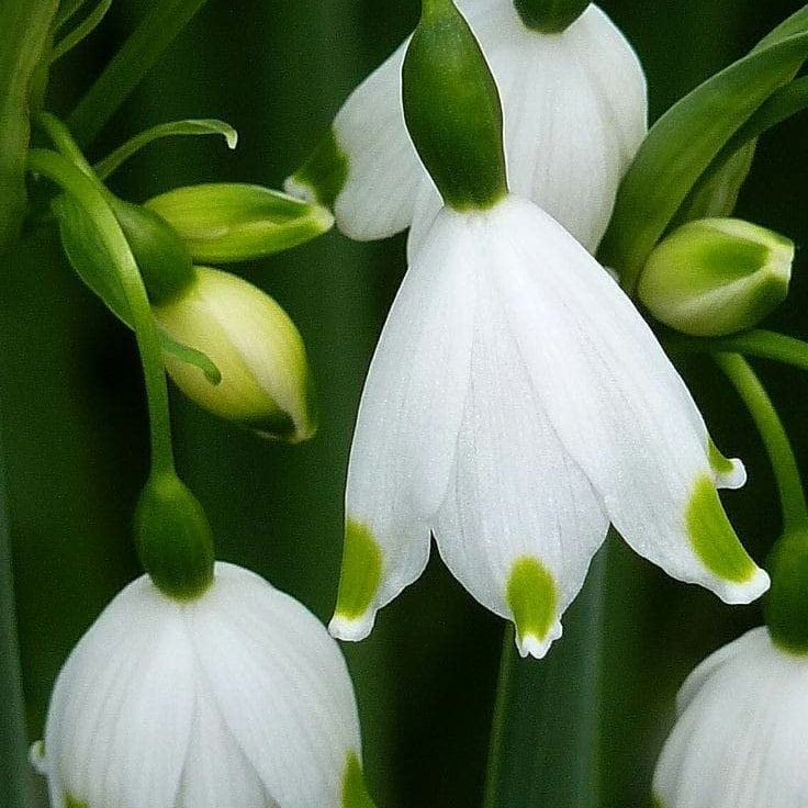 Bulb Snowdrop plant