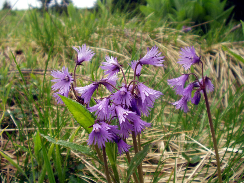 Violet Soldanella Alpina Flower Seeds for Planting – Heirloom Non-GMO Garden Seeds