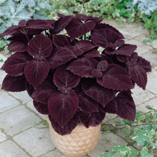 Deep Purple flower seeds