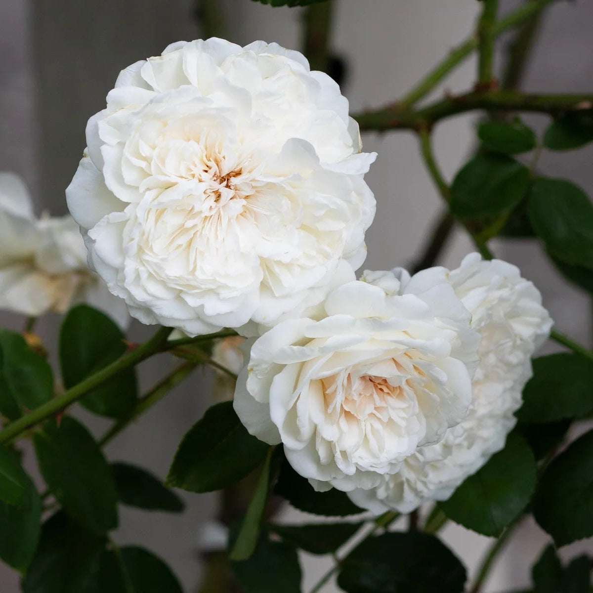 Climbing Sombreuil Rose plant