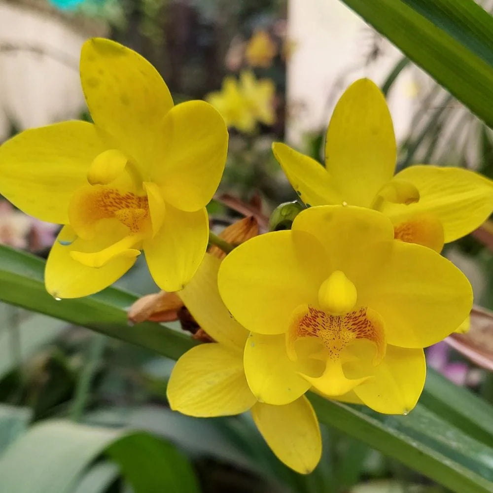 Yellow Phalaenopsis flower seeds