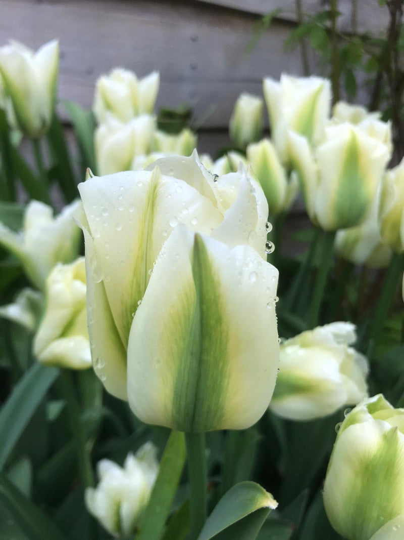 Green Tulip Flower Seeds for Planting – Heirloom Non-GMO Garden Seeds
