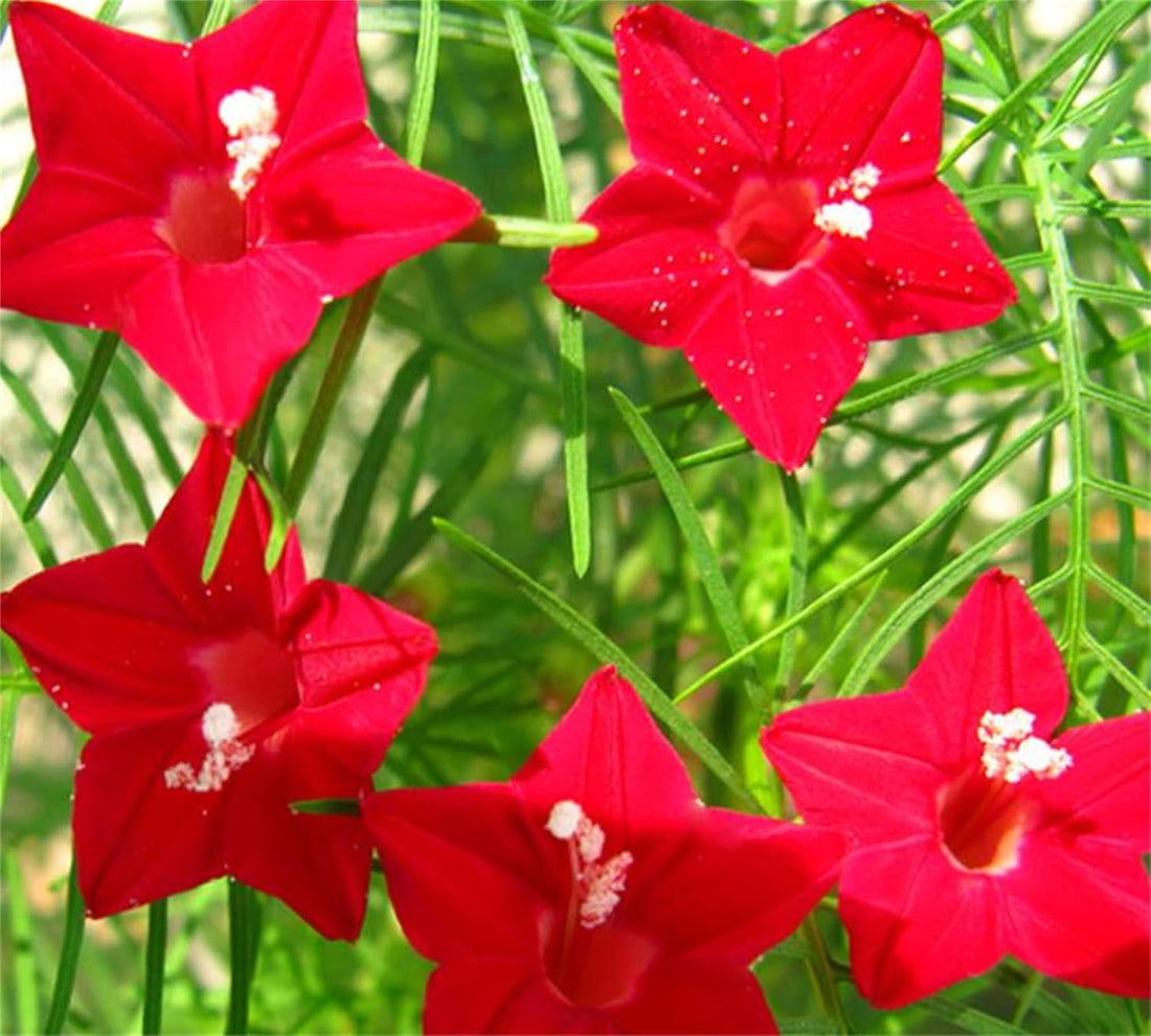 Star Creeper flower seeds