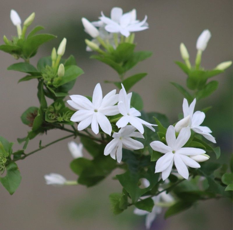 Starry multi-flowered jasmine with white star-shaped blooms and green foliage