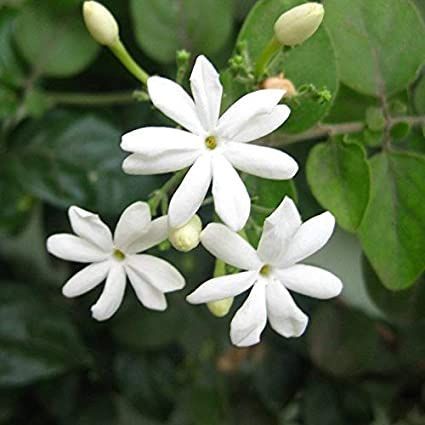 Starry multi-flowered jasmine with white star-shaped blooms and green foliage