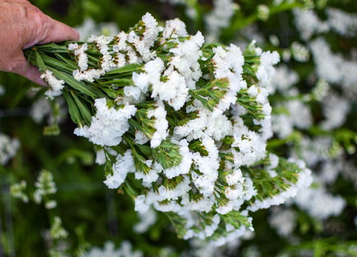 White Statice flower seeds