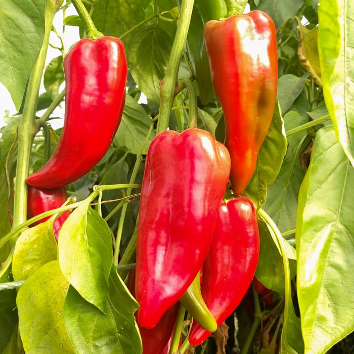 Kalocsa Pepper Seeds