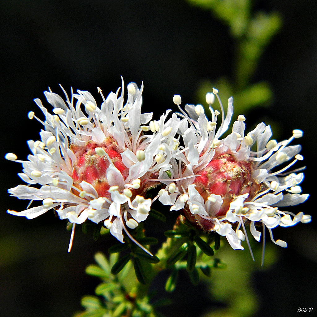 Dalea Pinnata flower seeds