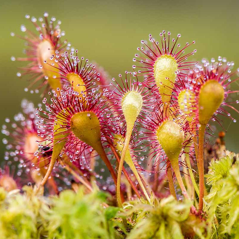 Drosera Carnivorous Sundew plant