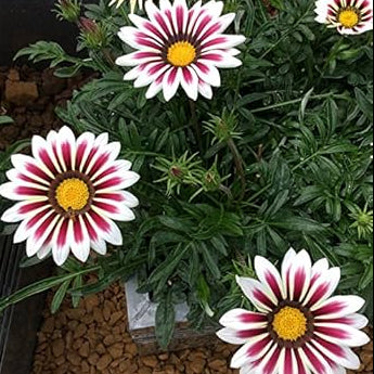 Africa Gazania Sunflower plant