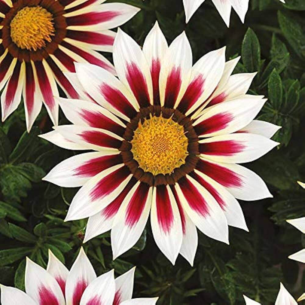 Africa Gazania Sunflower plant