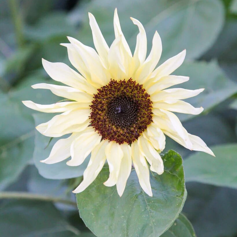 Buttercream Sunflower plant