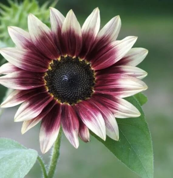 Cherry Rose Sunflower plant