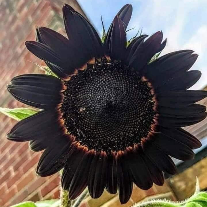 Black Giant Sunflower plant
