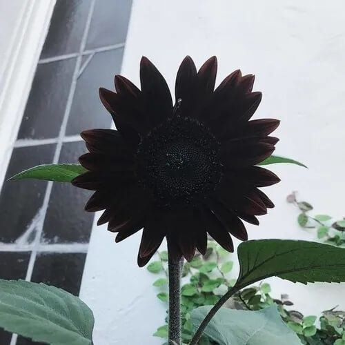 Black Giant Sunflower plant