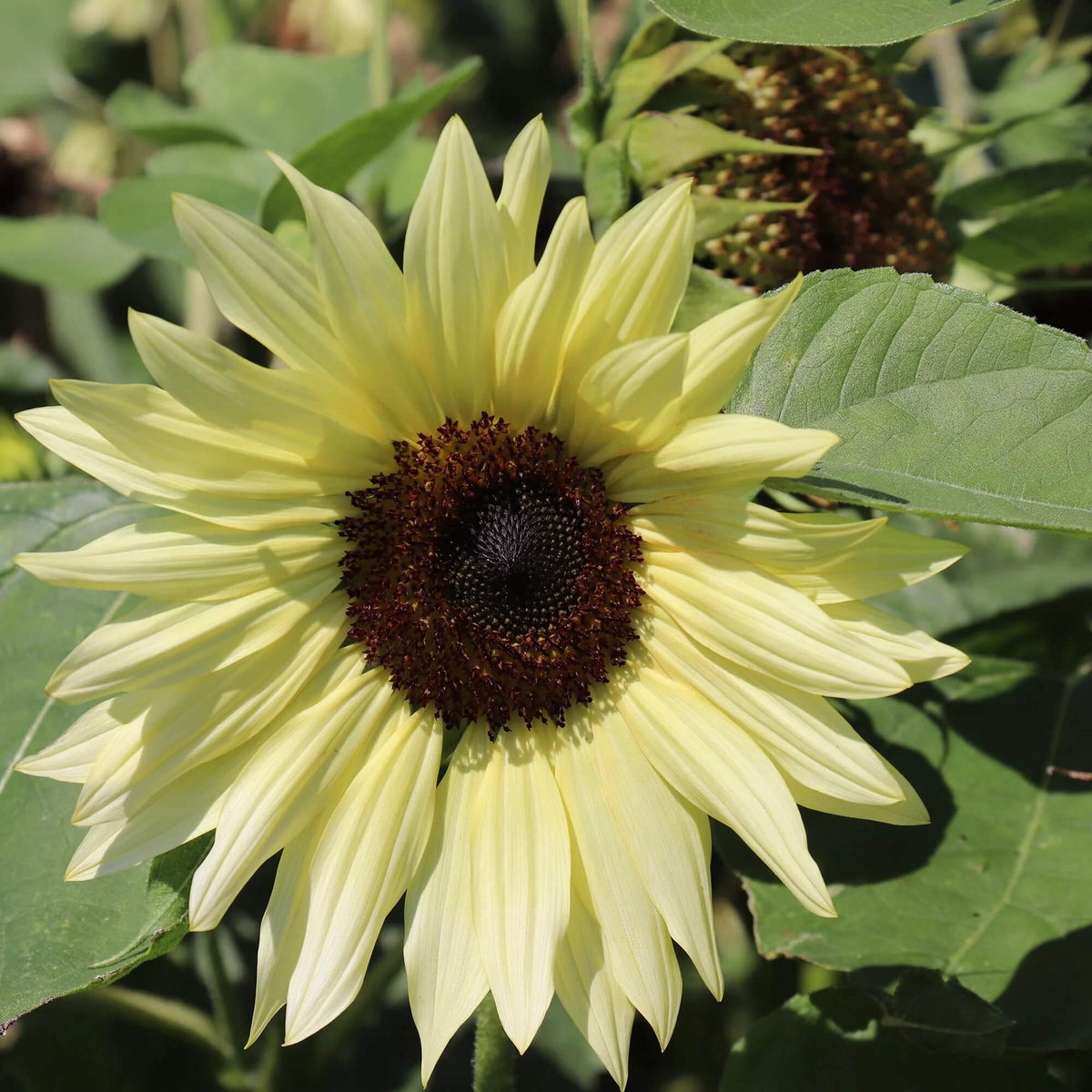 Buttercream Sunflower plant