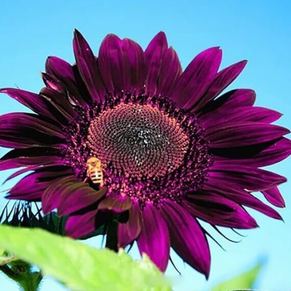 Deep Purple Sunflower plant