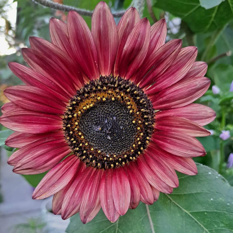 Pink Mini Sunflower plant