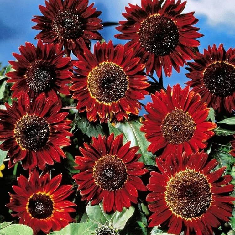 Red Mini Sunflower plant