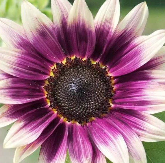 Cream Violet Sunflower plant