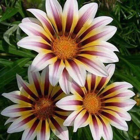 Africa Gazania Sunflower plant
