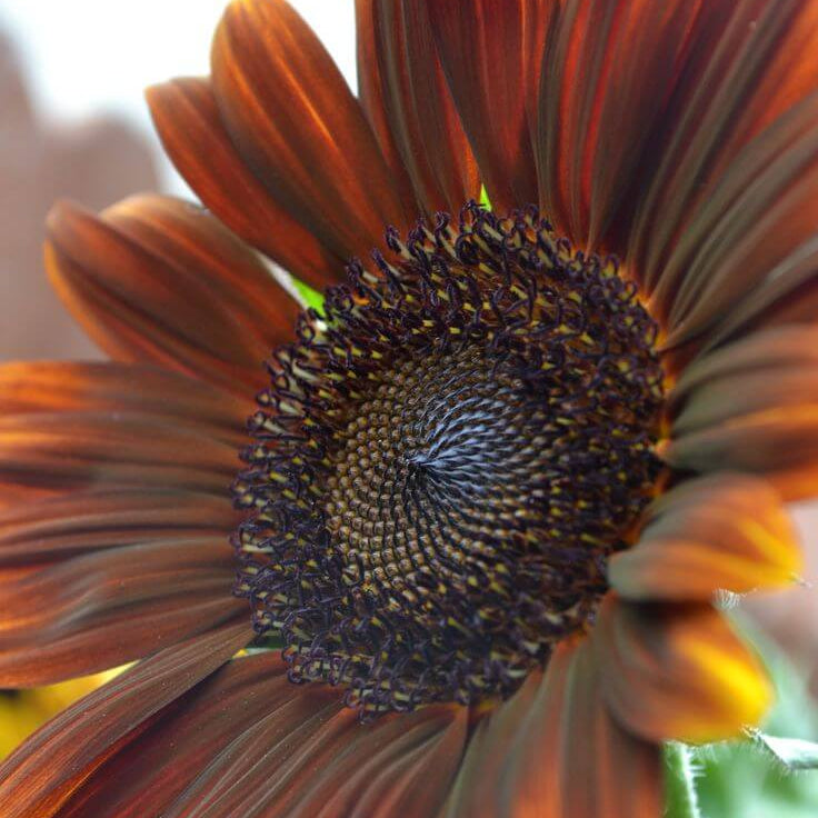 Brown Sunflower plant