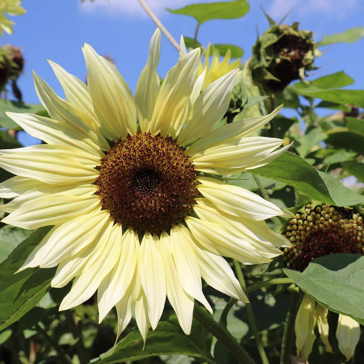 Buttercream Sunflower plant