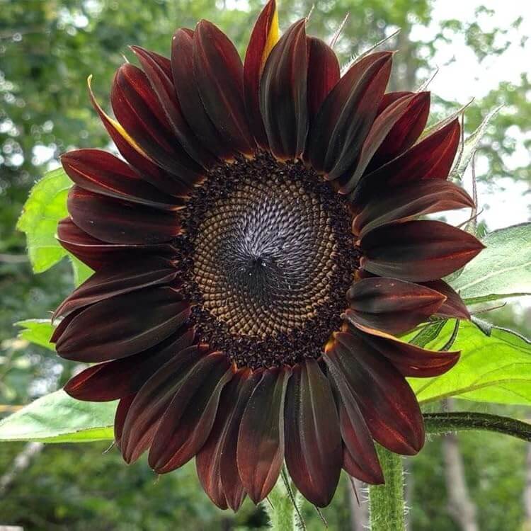 Chocolate Cherry Sunflower plant