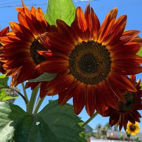Orange Mini Sunflower plant