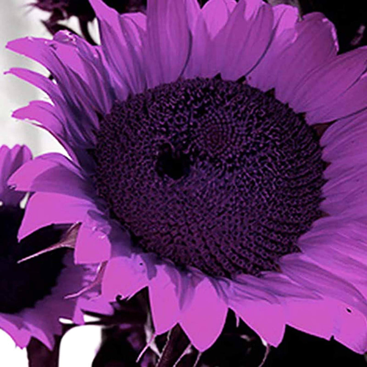 Purple Mini Sunflower plant