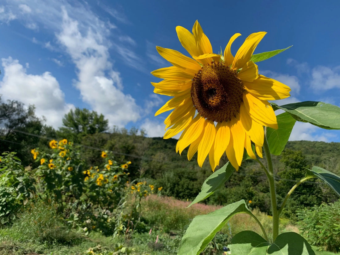 Sunzilla Sunflower flower seeds