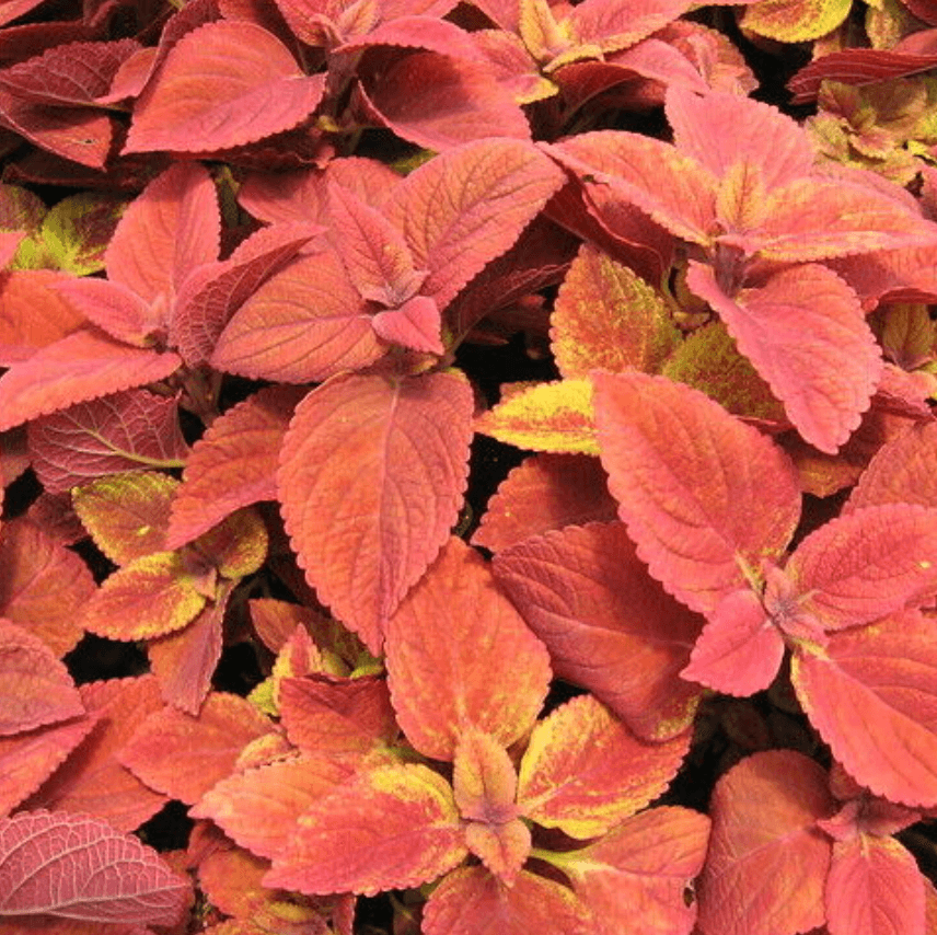 Deep Orange Coleus plant