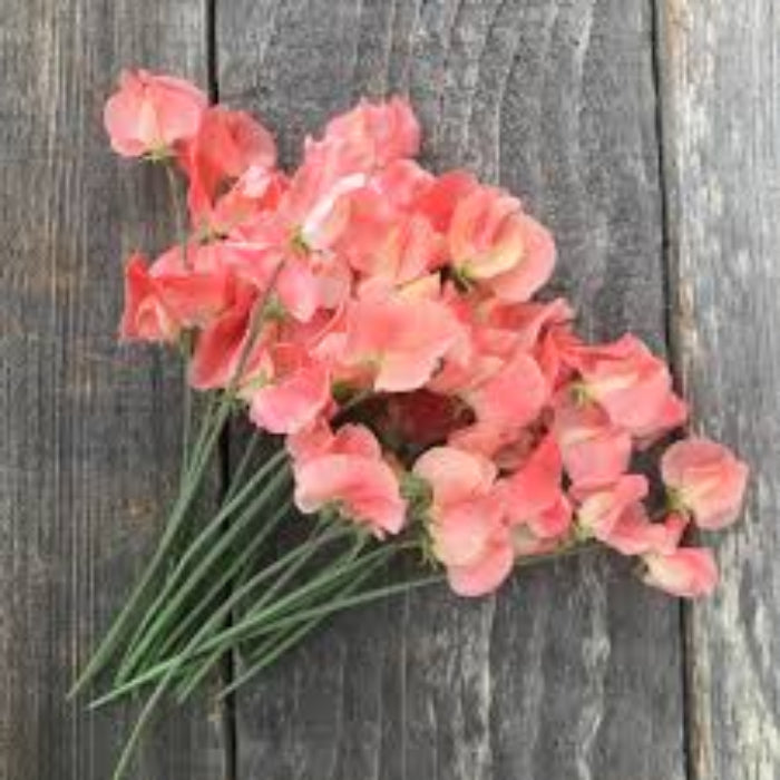 Peach Sweet Pea plant
