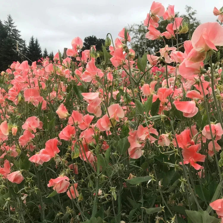 Candyfloss Sweet Pea plant