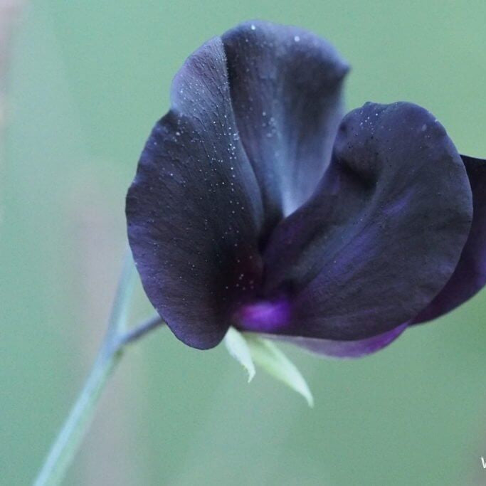 Black Sweet Pea plant