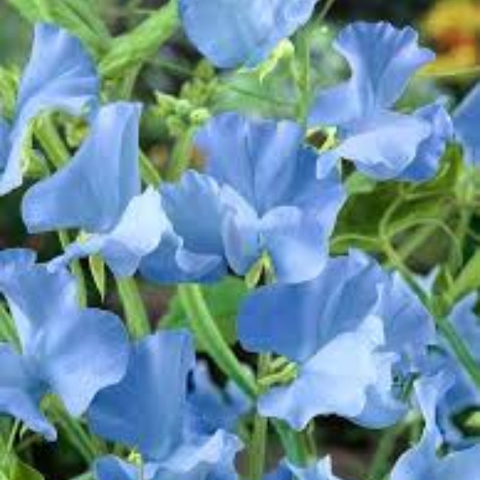 Blue Sweet Pea plant
