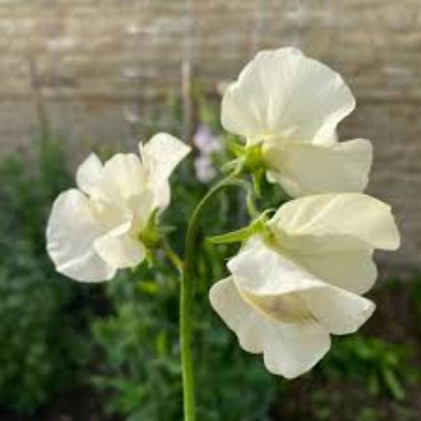 Cream Sweet Pea plant