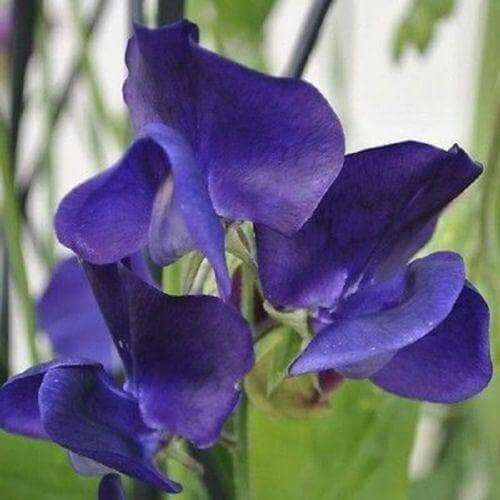 Blue Sweet Pea plant