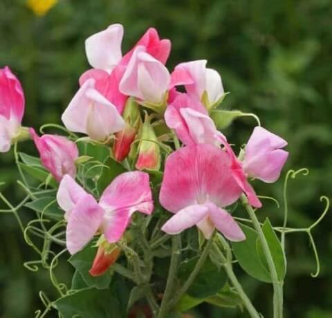 Pink Sweet Pea plant