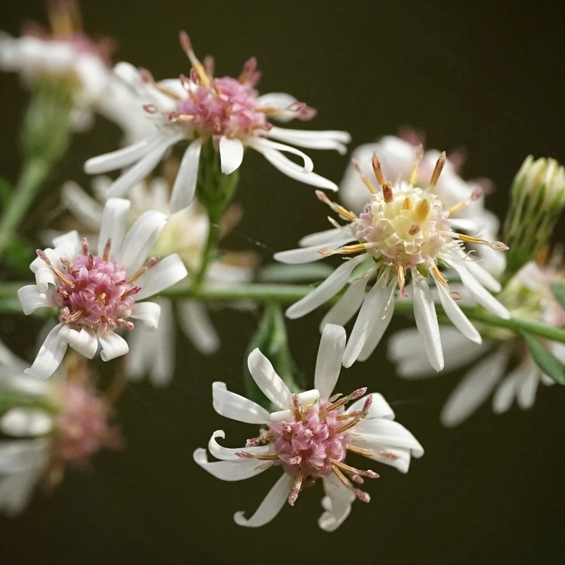 Pink White flower seeds