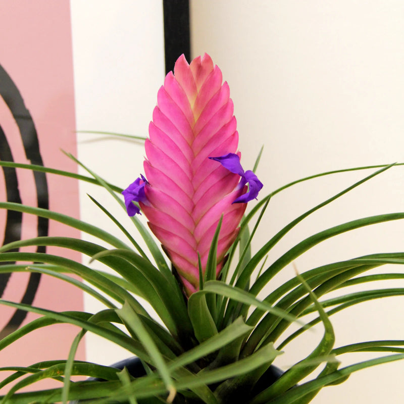 Pink Tillandsia Cyanea Flower Seeds for Planting – Heirloom Non-GMO Garden Seeds