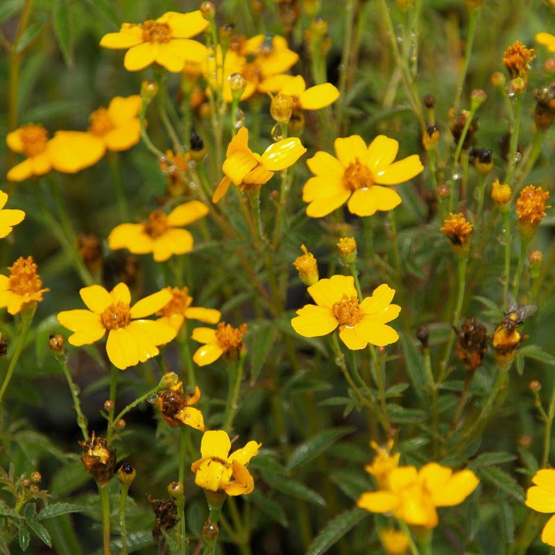 Yellow Tagetes lemmonii Flower Seeds for Planting – Heirloom Marigold Flower Seeds