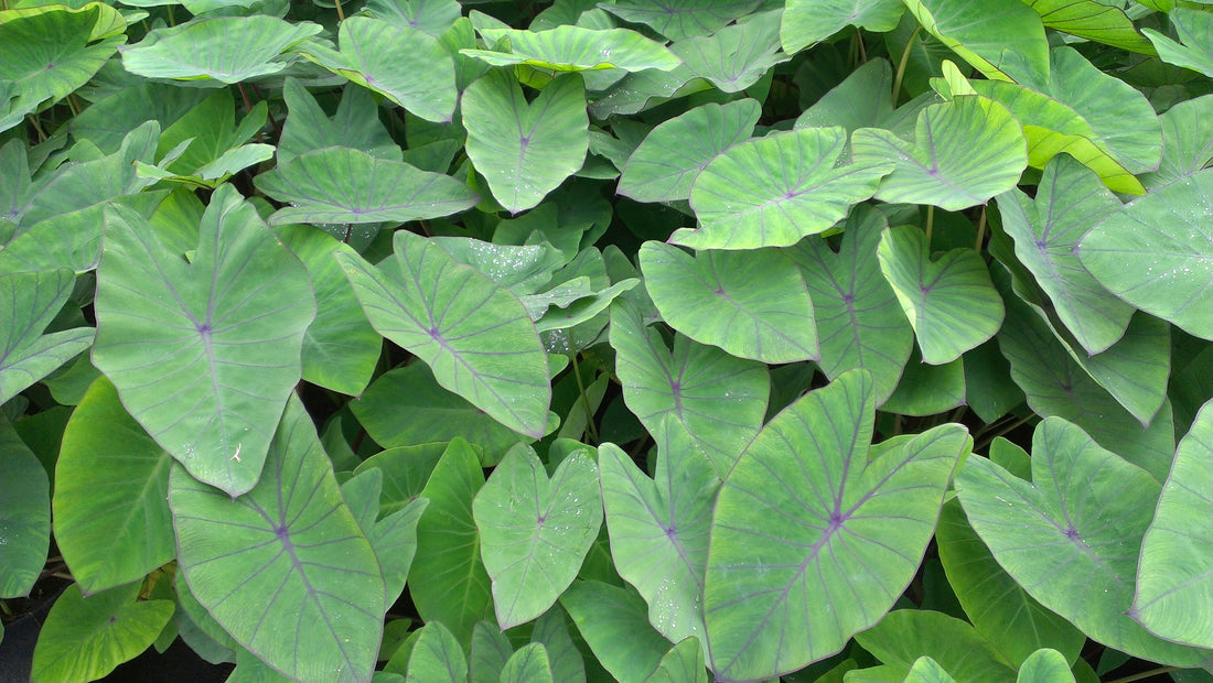 Colocasia flower seeds