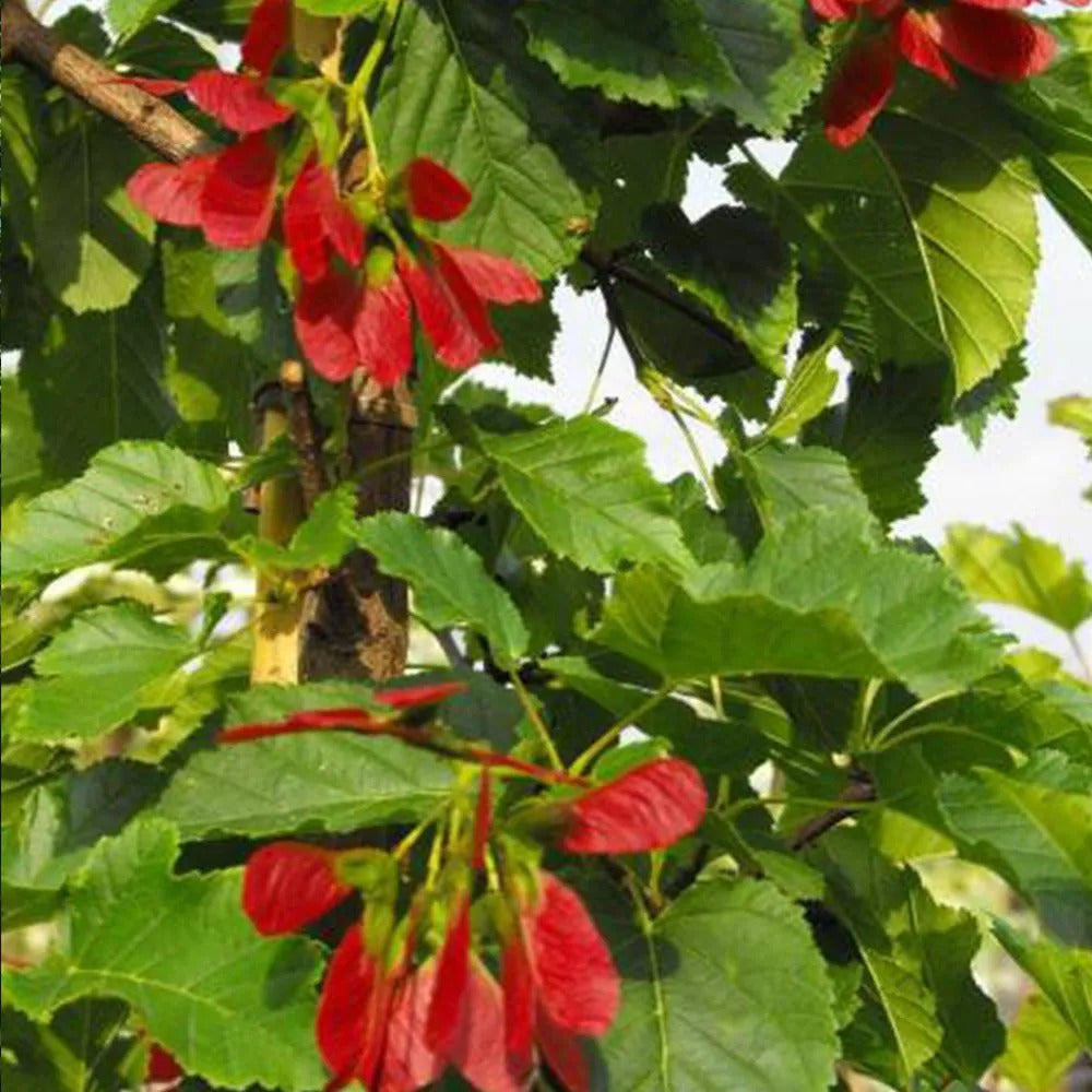 tataricum Tatarian Maple plant