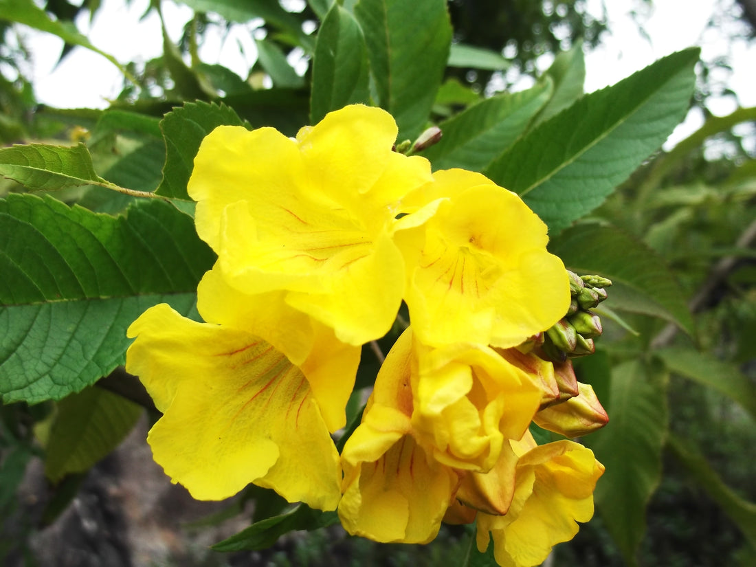 Tecoma Stans flower seeds